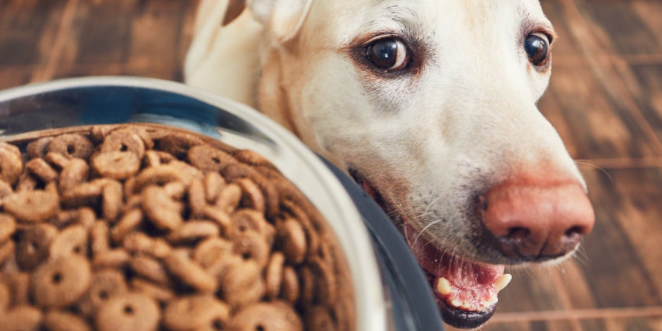 cuantas tazas en 40 libras de comida para perros