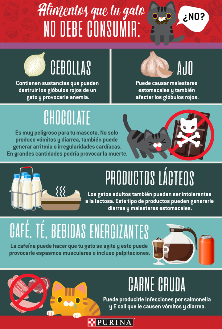 problemas-de-alimentacion-gatos.png