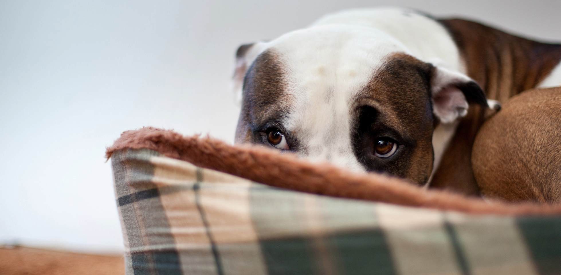 Cómo entender las emociones de los perros