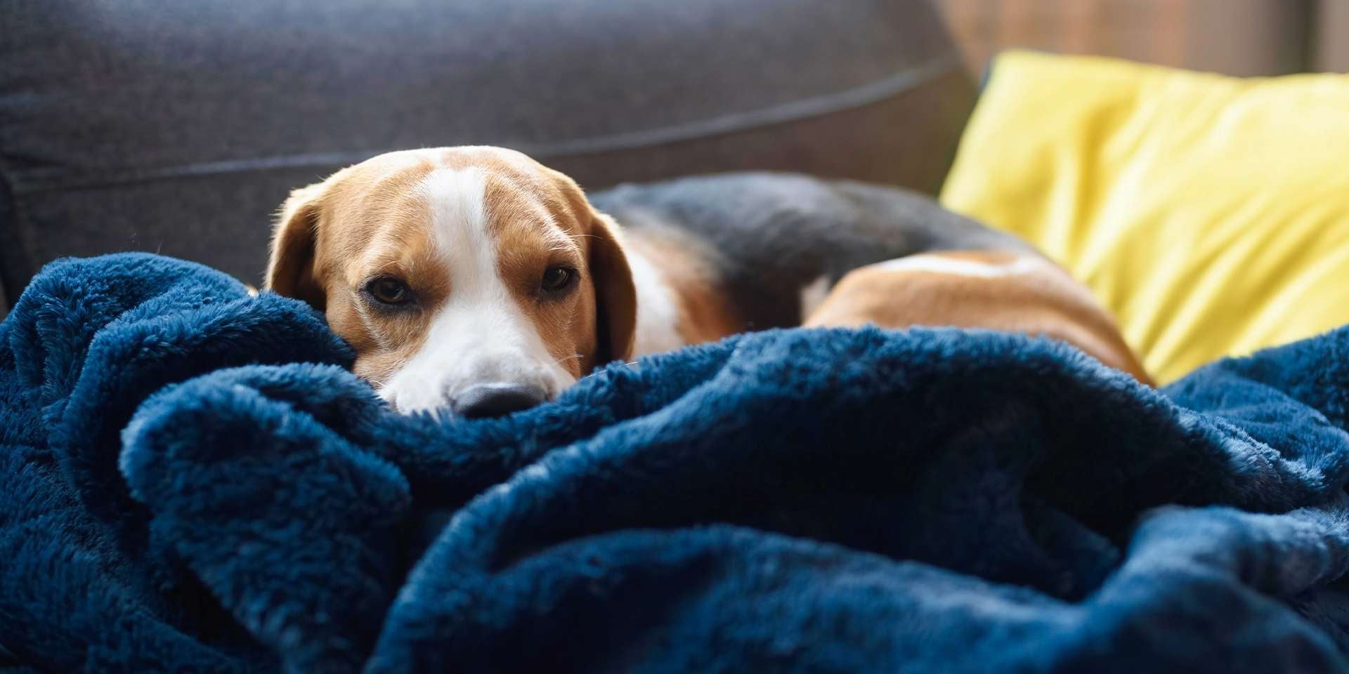 Depresión en perros, qué puedo hacer