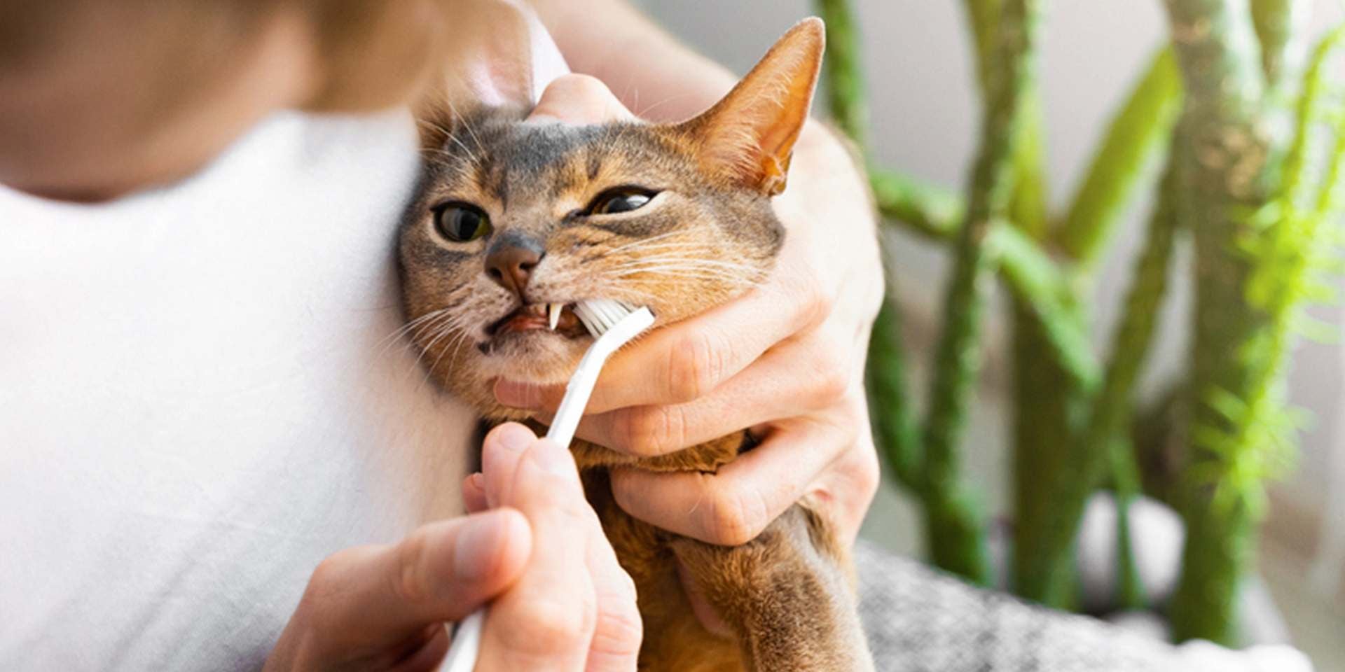 Dientes de leche en gatos