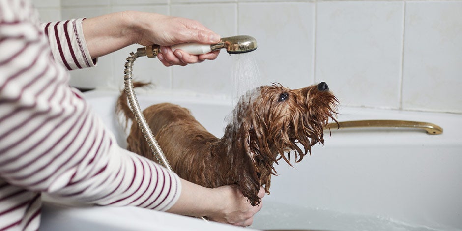 Higiene de las mascotas, baño en casa