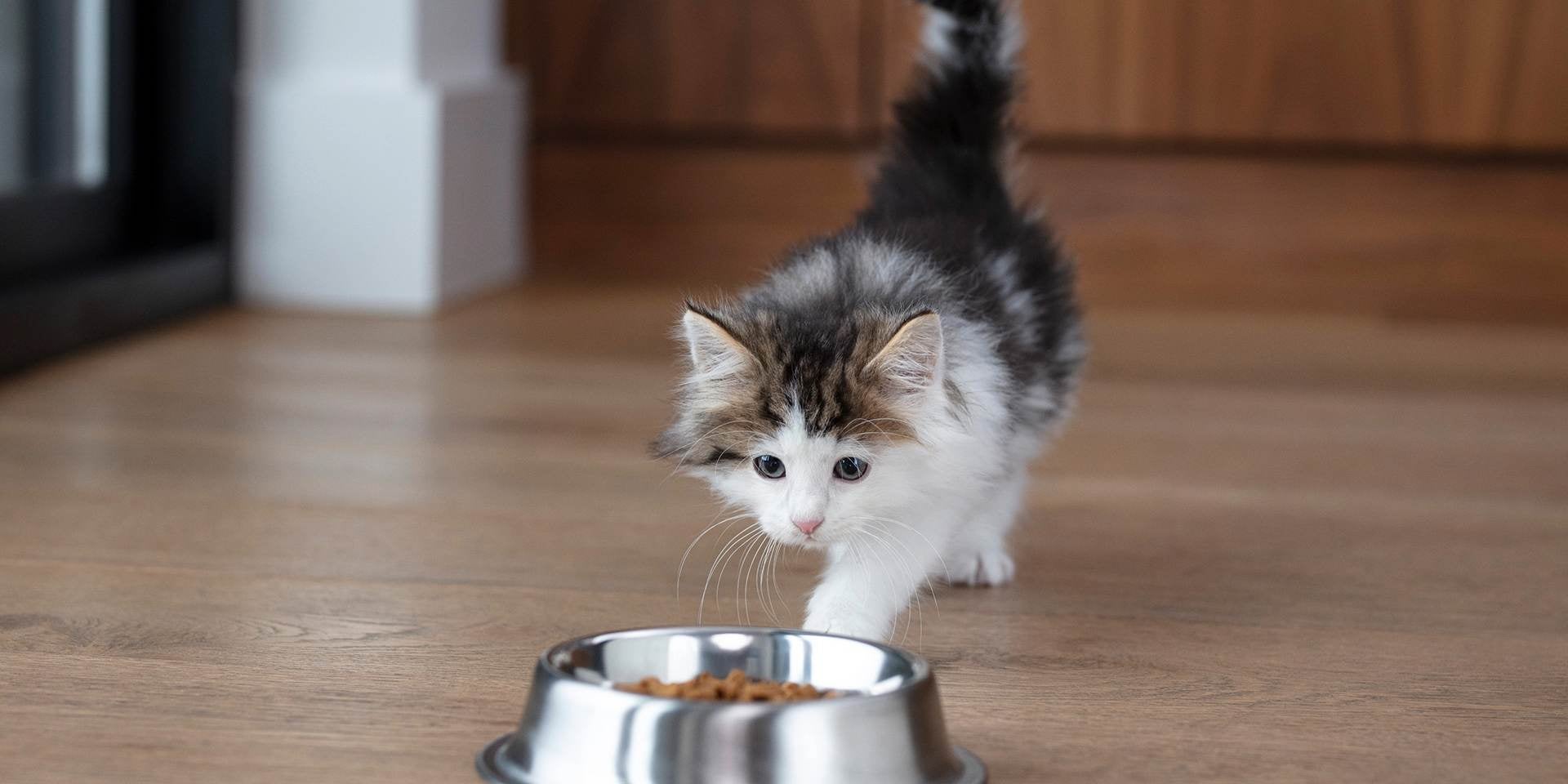 Título Descubre que comen los gatitos bebés