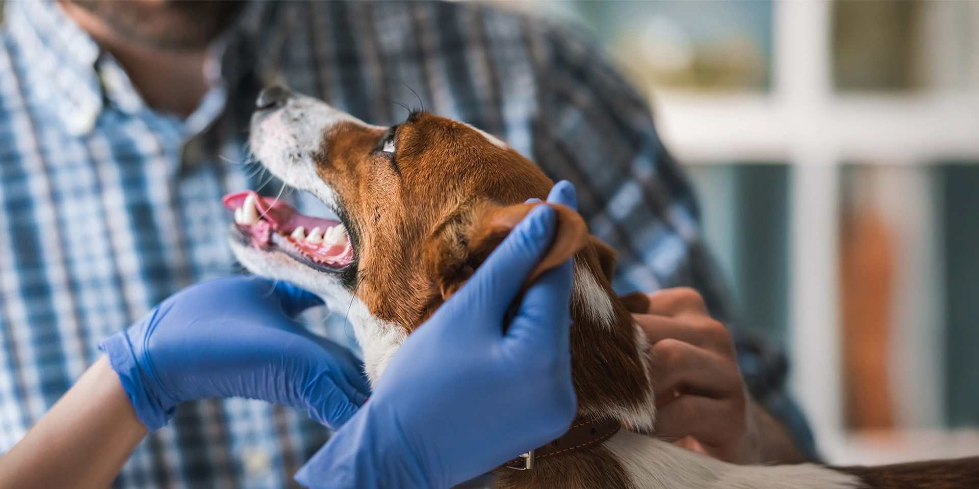 Cómo limpiarle las orejas a un perro