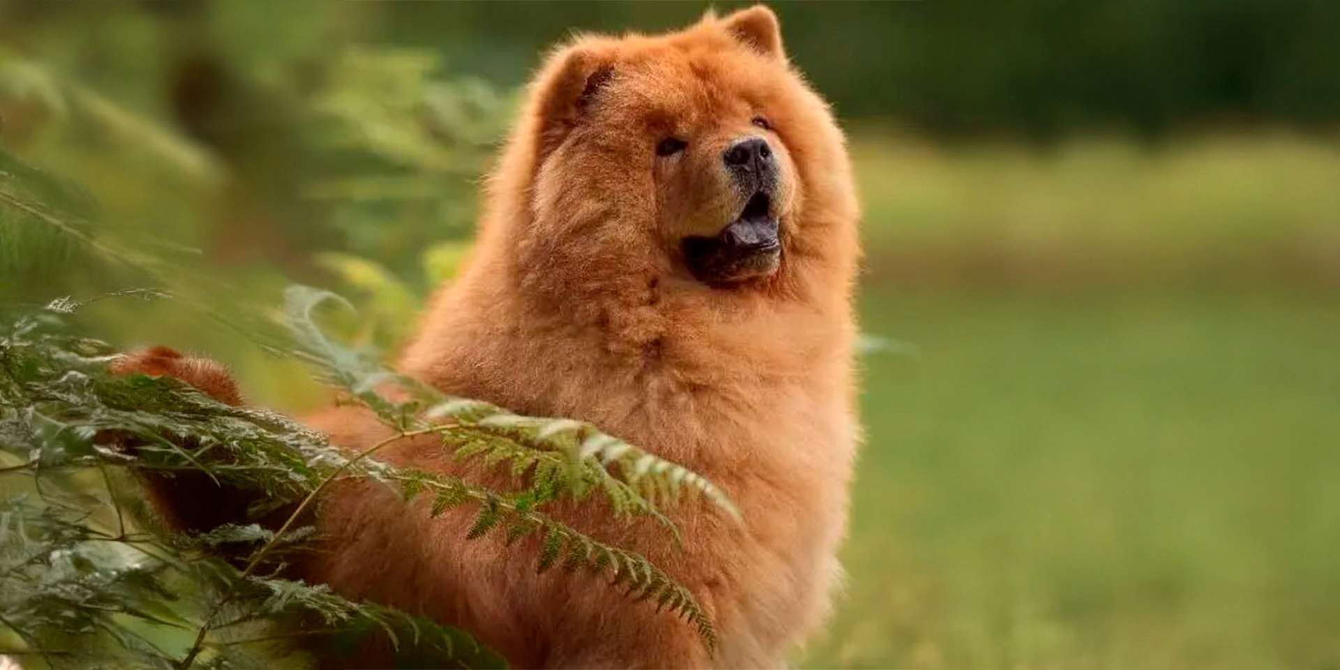 Estas son las razas de perro más famosas de oriente