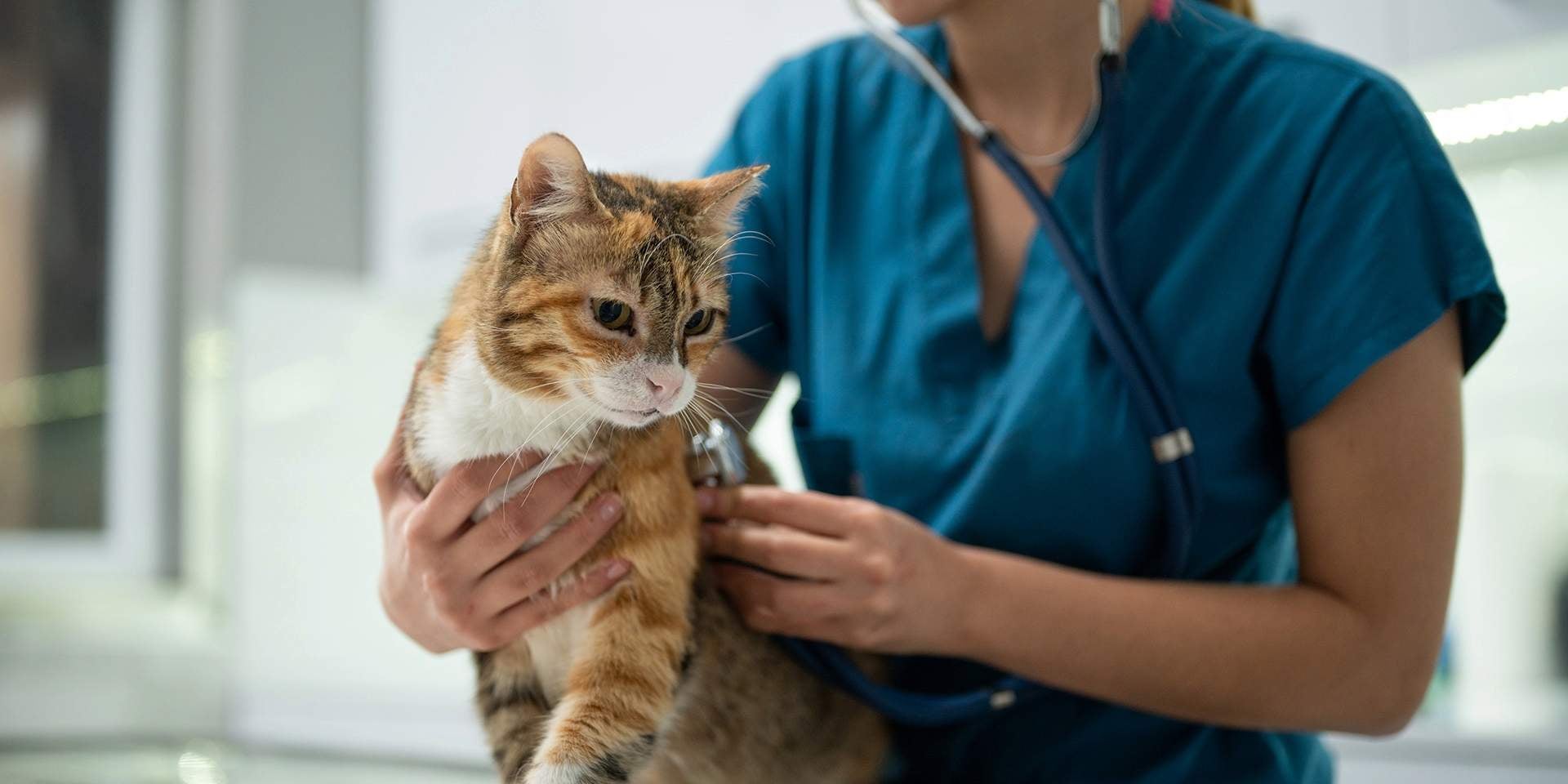 qué pasa sino esterilizo a mi gata