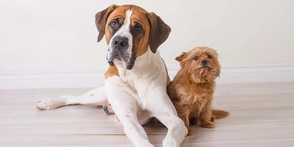 Un ejemplar joven de una de las razas de perros grandes como es el bóxer, comparado con este yorkshire adulto.  