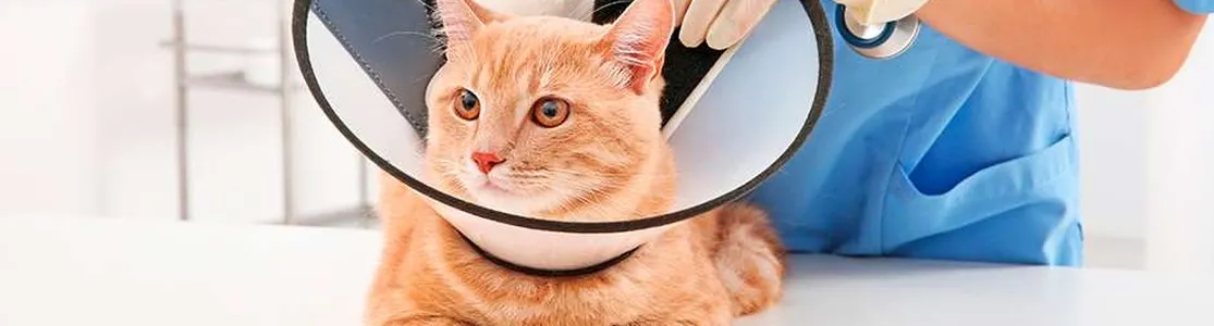Este gatito cuenta con un collar isabelino, importante para su cuidado. Aprende más de este elemento acá. 